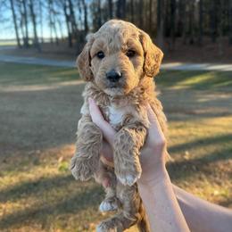 Peppermint - Apricot male Goldendoodle puppy in Kenansville, North Carolina from J+A Family Doodles
