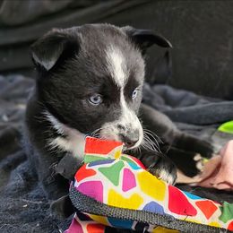 Helly - Black and white female Pomsky puppy in Omaha, Nebraska from Wolfpack Pomskies