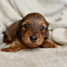 Samson - Red male Dachshund puppy in El Dorado Hills, California from Golden Hill Dachshunds
