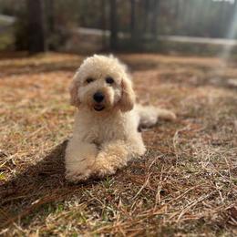 Hazel - Cavapoo