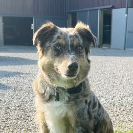 Maya - Australian Shepherd