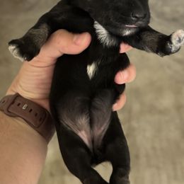 Girl 2 - Black and silver female Miniature Schnauzer puppy in Lebanon, Oregon from LJ Mini Schnauzers