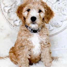Goldendoodle Puppies from Pixie Goldendoodles