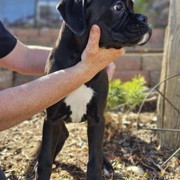 Pink - Brindle Boxer puppy in Buffalo, Wyoming from Jtbuckingham Boxers