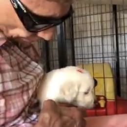 Golden Retriever Puppies from HuesofGold Halos