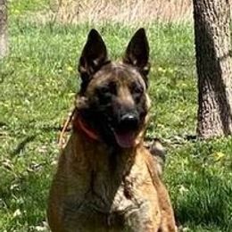 Nugget - Belgian Malinois