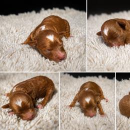 AKC -Toy- cafe - Cafe au lait male Poodle puppy in Fort Worth, Texas from Ashley Ross Toy Poodles (AKC)