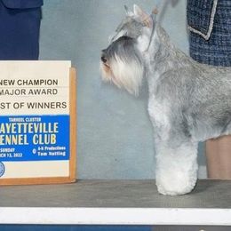 Miniature Schnauzer Puppies from MoonShadow Miniature Schnauzers