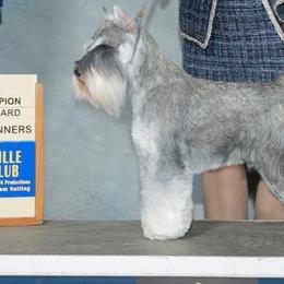 Miniature Schnauzer Puppies from MoonShadow Miniature Schnauzers