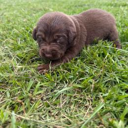 Roy - Chocolate male Labrador Retriever puppy in Carriere, Mississippi from Cajun Water Retrievers