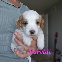 Cavapoo Puppies from North Ranch Doodles