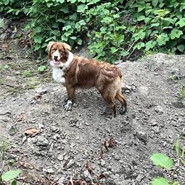 Australian Shepherd All Grown Up from Addie's Aussies