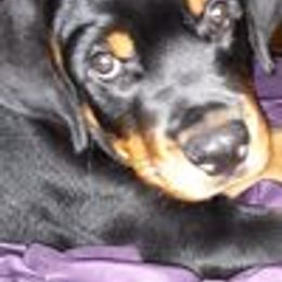 Rottweiler Puppies from Von Schonen Rottweilers