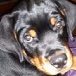 Rottweiler Puppies from Von Schonen Rottweilers