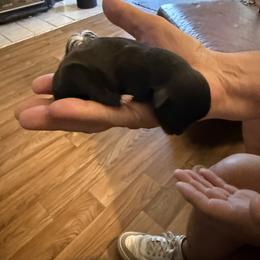 Murphy - Black male Havanese puppy in Hudson, New York from Havanese of Claverack and Hudson Valley Labradors