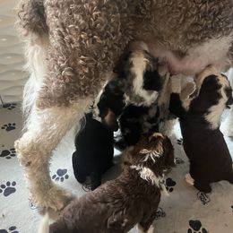Bernedoodle Puppies from Lovey Dovey Bernedoodles