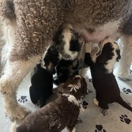 Bernedoodle Puppies from Lovey Dovey Bernedoodles