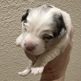 Blue female - Blue merle female Toy Australian Shepherd puppy in Lame Deer, Montana from Bar M Toy Aussies