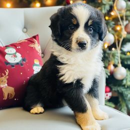 Maple - Black tri female Miniature Australian Shepherd puppy in Mountainburg, Arkansas from Stonehill Aussies