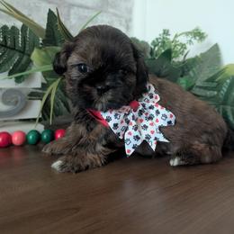Gillford - Brindle male Shih Tzu puppy in West Pawlet, Vermont from Morgan's Shih Tzus
