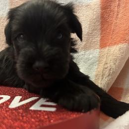 Female 1 - Black female Miniature Schnauzer puppy in Granville, Ohio from Shull Mini Schnauzers
