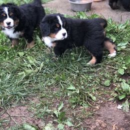 Bernese Mountain Dog Puppies from Foggy Mountain Berners