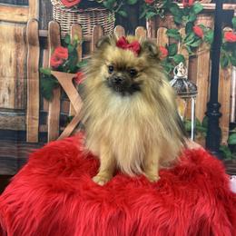 Darcy - Orange sable female Pomeranian puppy in Lyons, Georgia from Its a Poms Life Kennel