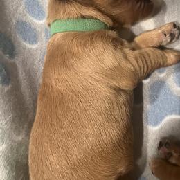 Boy 1 - Golden Retriever puppy from Baker’s Goldens