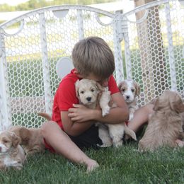 Australian Labradoodle Puppies from Ohio Valley Labradoodles