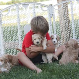 Australian Labradoodle Puppies from Ohio Valley Labradoodles