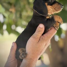 Dachshund Puppies from Ranchy Doxies