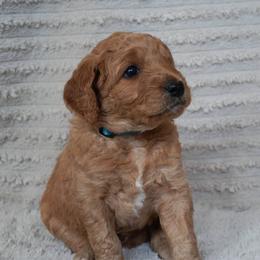 Oliver- light blue boy - Apricot male Goldendoodle puppy in Hagerstown, Maryland from Maryland Doodles