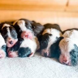 Aussiedoodles, Bernedoodles, Goldendoodles, and Sheepadoodles from V6 Ranch Dogs