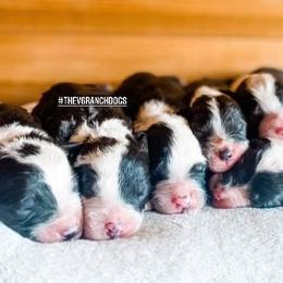 Aussiedoodles, Bernedoodles, Goldendoodles, and Sheepadoodles from V6 Ranch Dogs