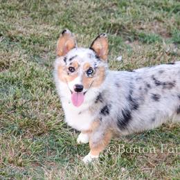Pepper  - American Corgi