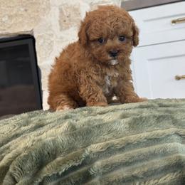 Bernedoodle, Cavapoo, Havanese, and Havapoo Puppies from Lady Paws Puppies - Cassie