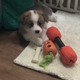 Golden Retriever and Pembroke Welsh Corgi Puppies from Shire Springs Kennels