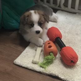 Golden Retriever and Pembroke Welsh Corgi Puppies from Shire Springs Kennels