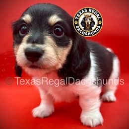 Pumpkin Pie 2500 - Cream male Dachshund puppy in Houston, Texas from Texas Regal Dachshunds LLC