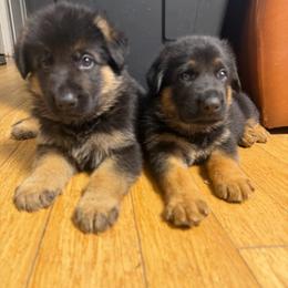 Boy 2 - Black and tan male German Shepherd puppy in Hollis Center, Maine from Noble German Shepherds of Maine
