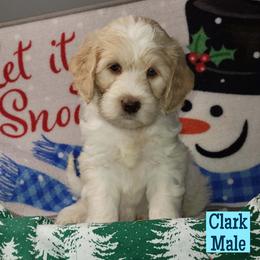 Clark - Parti male Assorted Doodle Crosses puppy in Beecher, Illinois from Erica’s Doodles