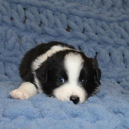 Australian Shepherd Puppies from Crofford’s Pretty Pups