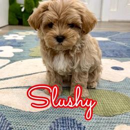 Slushy - Apricot male Maltipoo puppy in Buford, Georgia from Petite Posh Puppies
