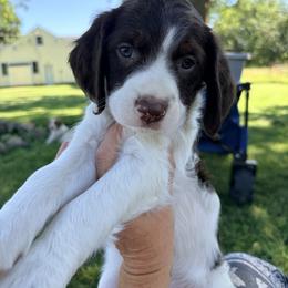 Brittany Puppies from Double K Brittanys