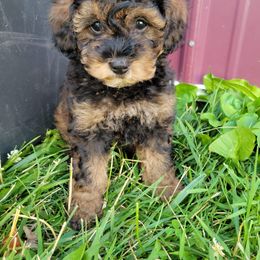 Schnoodle Puppies from RR Schnoodles