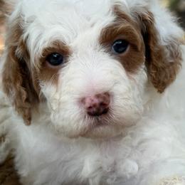 Glory - Parti male Poodle puppy in Lakeland, Florida from Gulfside Poodles