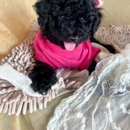 Goldendoodle and Poodle Puppies from Winchester Hills Poodles and Doodles