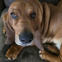 CHARLIE - Basset Hound