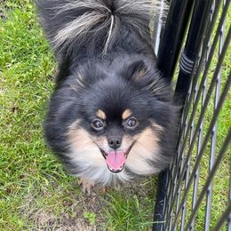 Pomeranian Puppies from Sheree’s Pomeranians