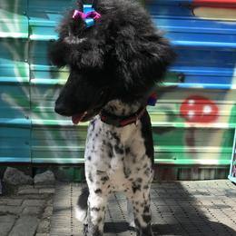 Poodles from TrickDog.Win